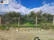 Galia Kreta, Galia Ein Olivenhain mit Persönlichkeit 3.805m² Grundstück kaufen